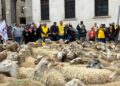 Un gregge nel cuore dell’Aquila, la transumanza urbana apre il Villaggio Coldiretti