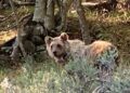 Nina, l’orsetta che ce l’ha fatta: superata la prima estate in montagna, ora si prepara al secondo inverno