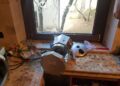 Orso Mario in casa a Villavallelonga, Parco condannato a 200mila euro di risarcimento