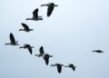 Le rotte degli animali migratori, Vasto ospita il congresso internazionale per il nuovo Atlante