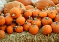 Oggi il Villaggio delle Zucche: una domenica di Halloween per famiglie e bambini a Chieti Scalo